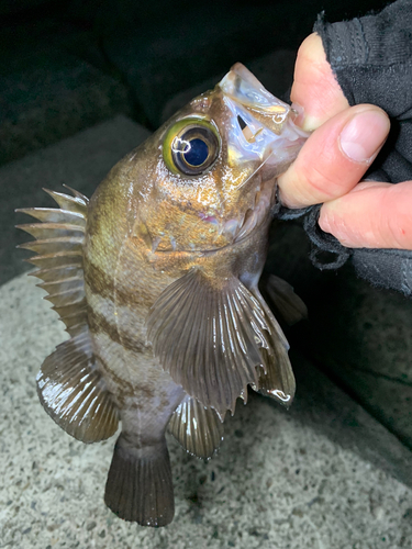 メバルの釣果