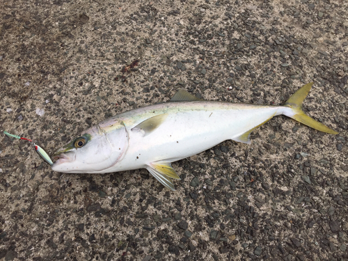 ハマチの釣果