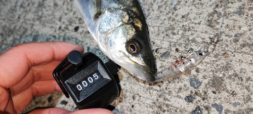 シーバスの釣果