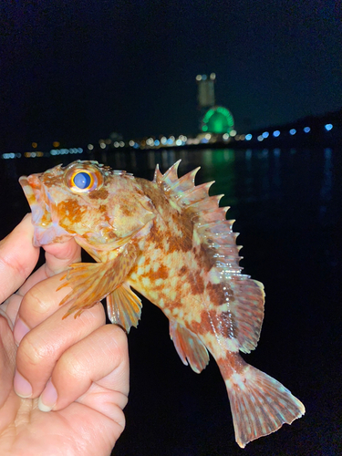 ガシラの釣果