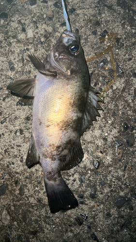 クロメバルの釣果