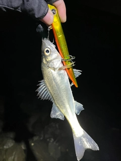 セイゴ（マルスズキ）の釣果