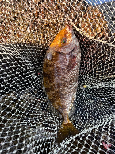 アイゴの釣果