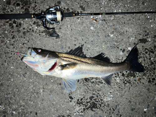 シーバスの釣果