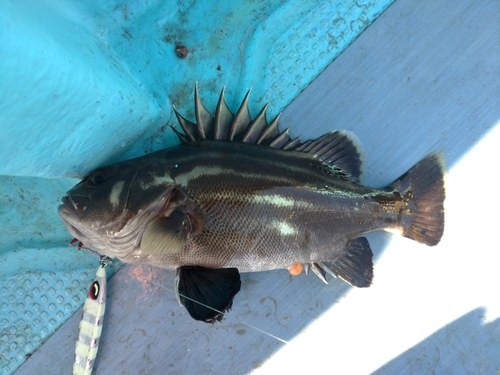 イシナギの釣果