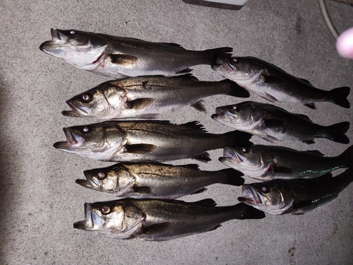 シーバスの釣果