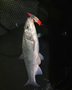 マルタウグイの釣果