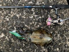 ヤリイカの釣果