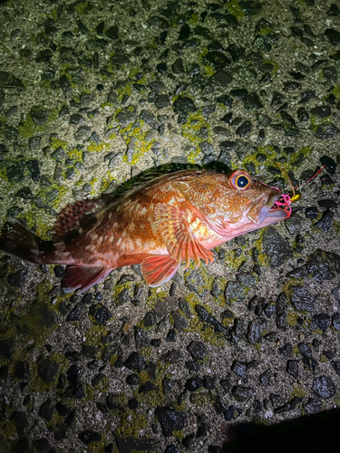 カサゴの釣果