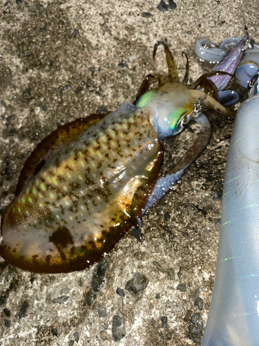 アオリイカの釣果