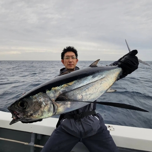 ビンチョウマグロの釣果