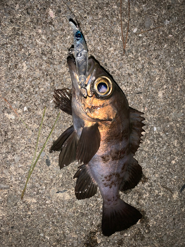 シロメバルの釣果