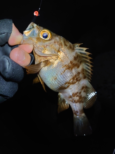 メバルの釣果