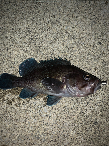 マゾイの釣果