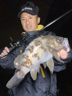 シロメバルの釣果