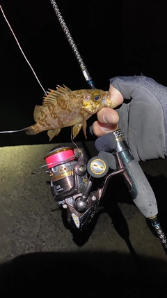 クロメバルの釣果