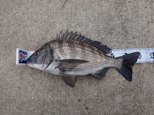 チヌの釣果