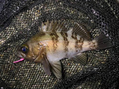 メバルの釣果