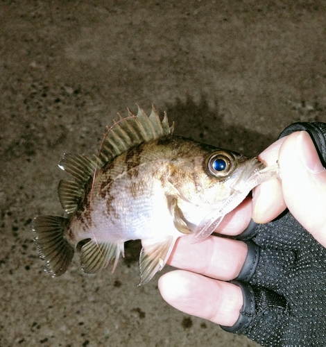 メバルの釣果