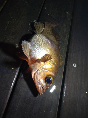 メバルの釣果