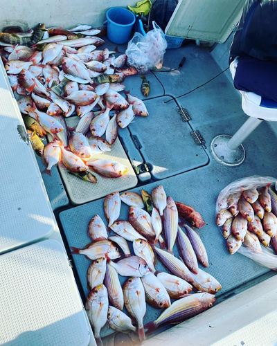 レンコダイの釣果