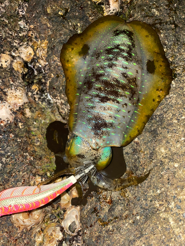 アオリイカの釣果