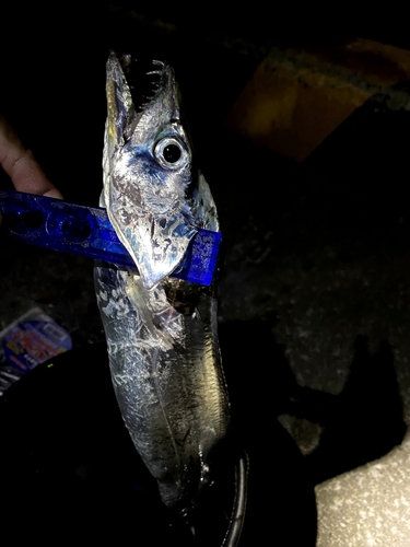 タチウオの釣果