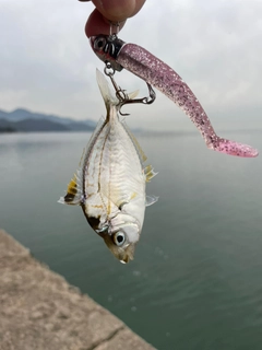 ヒイラギの釣果