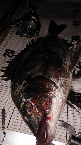 クロダイの釣果