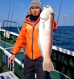 シロアマダイの釣果