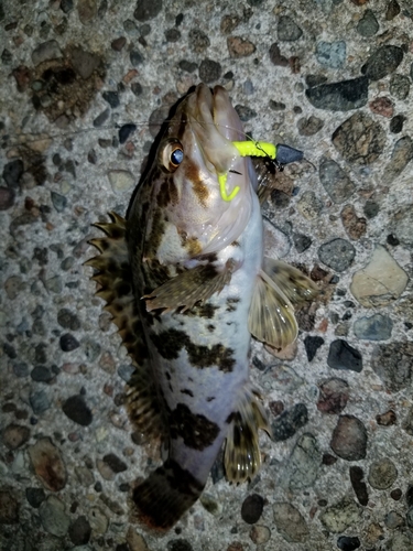 タケノコメバルの釣果