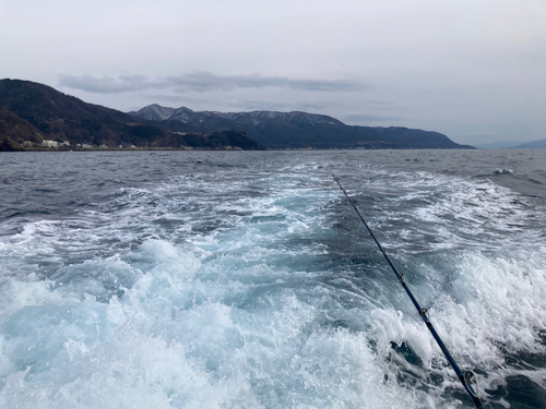 ヤリイカの釣果