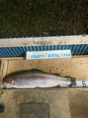 トラウトの釣果