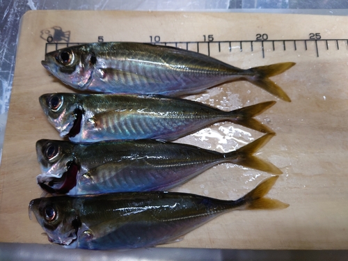 アジの釣果