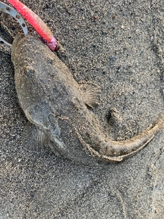 マゴチの釣果