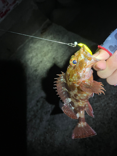 カサゴの釣果