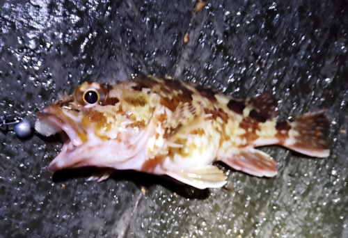 カサゴの釣果