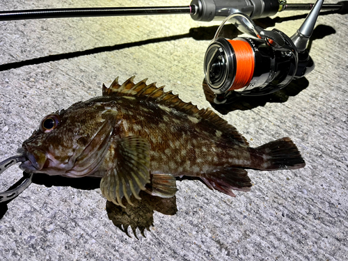 ガシラの釣果