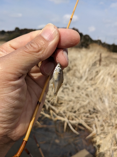 タナゴの釣果