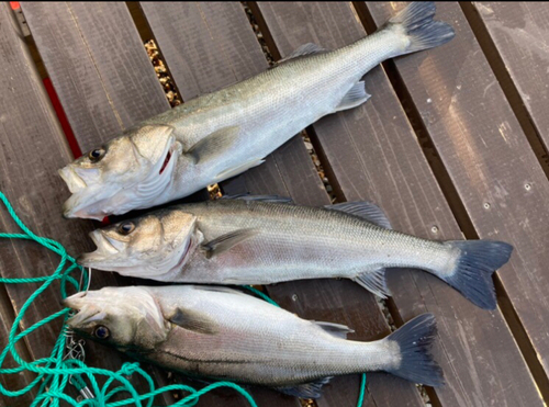 シーバスの釣果