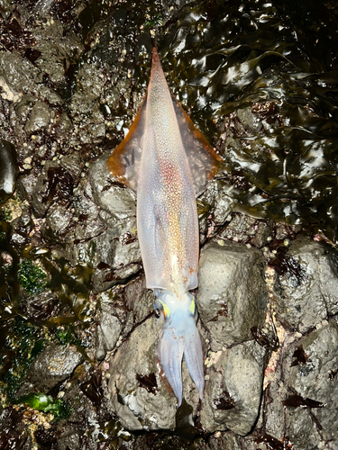 ヤリイカの釣果