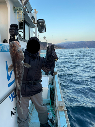 タラの釣果