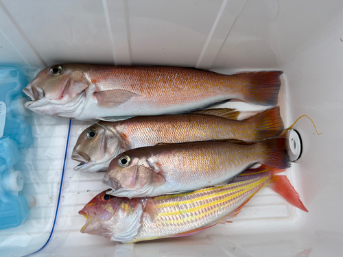 シロアマダイの釣果