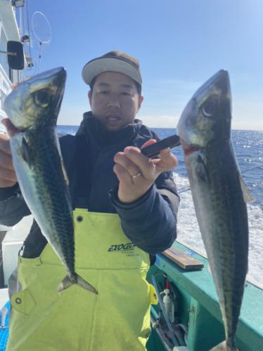 マサバの釣果