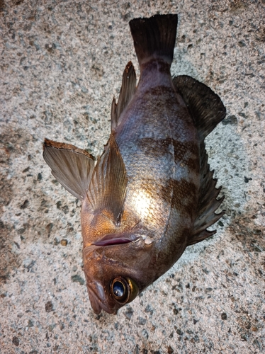 メバルの釣果