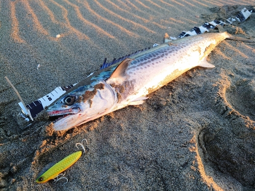 サワラの釣果