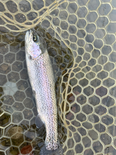 ニジマスの釣果