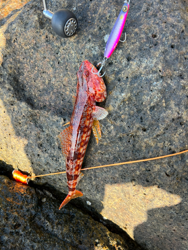 アカエソの釣果