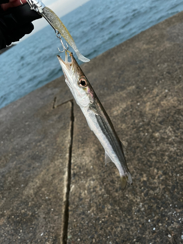 カマスの釣果