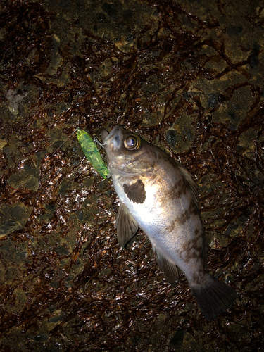 シロメバルの釣果